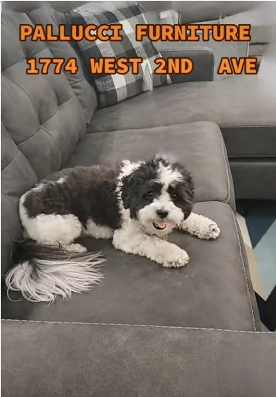 Tips from Pallucci Furniture for Keeping Pet-Friendly Furniture Looking Its Best Tips from Pallucci Furniture for Keeping Pet-Friendly Furniture Looking Its Best