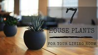 Decor Tips: Bring Your Living Room to Life With These 7 House Plants
