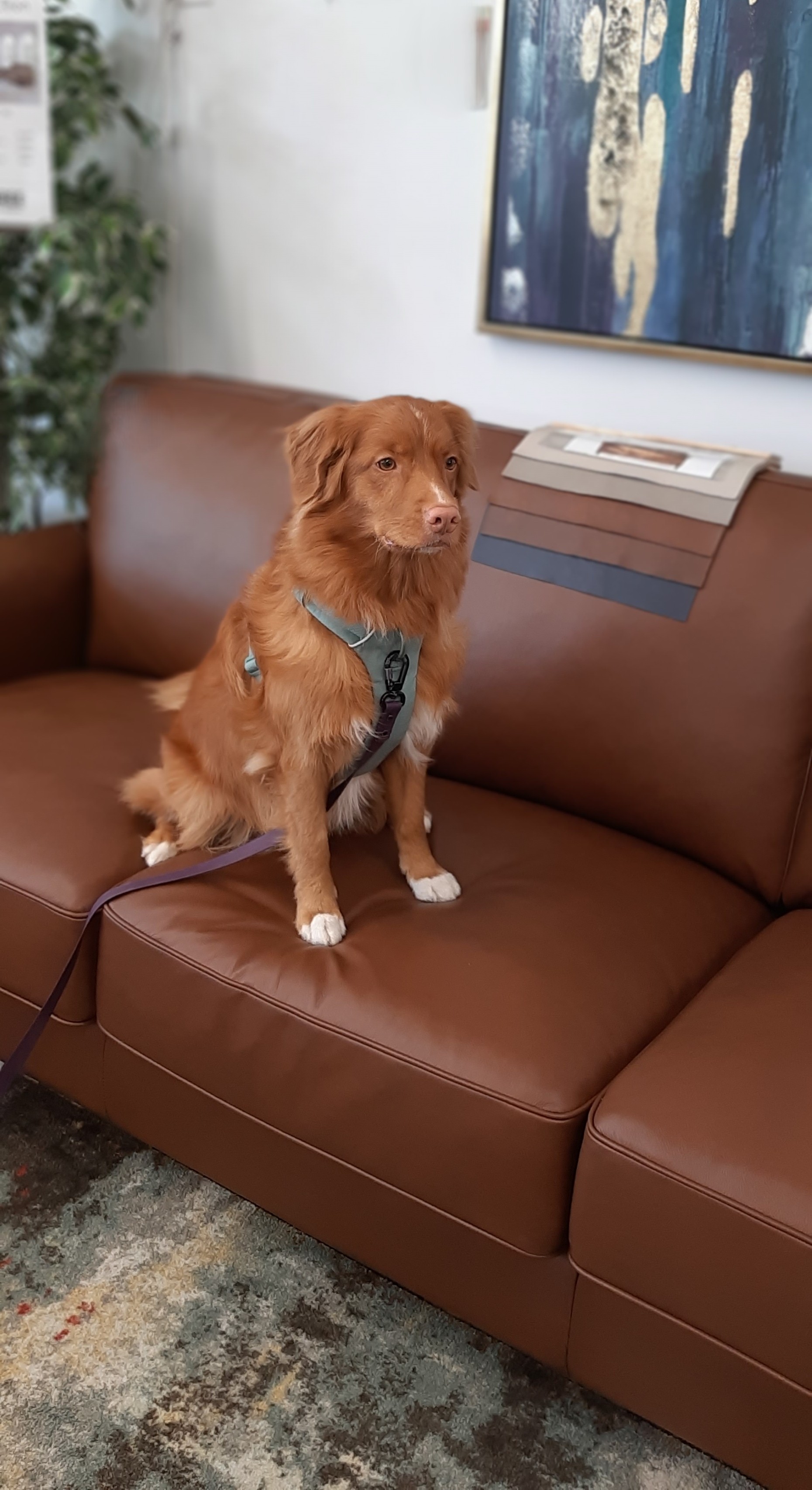 Pallucci Furniture Guidance for Finding Your Perfect Couch