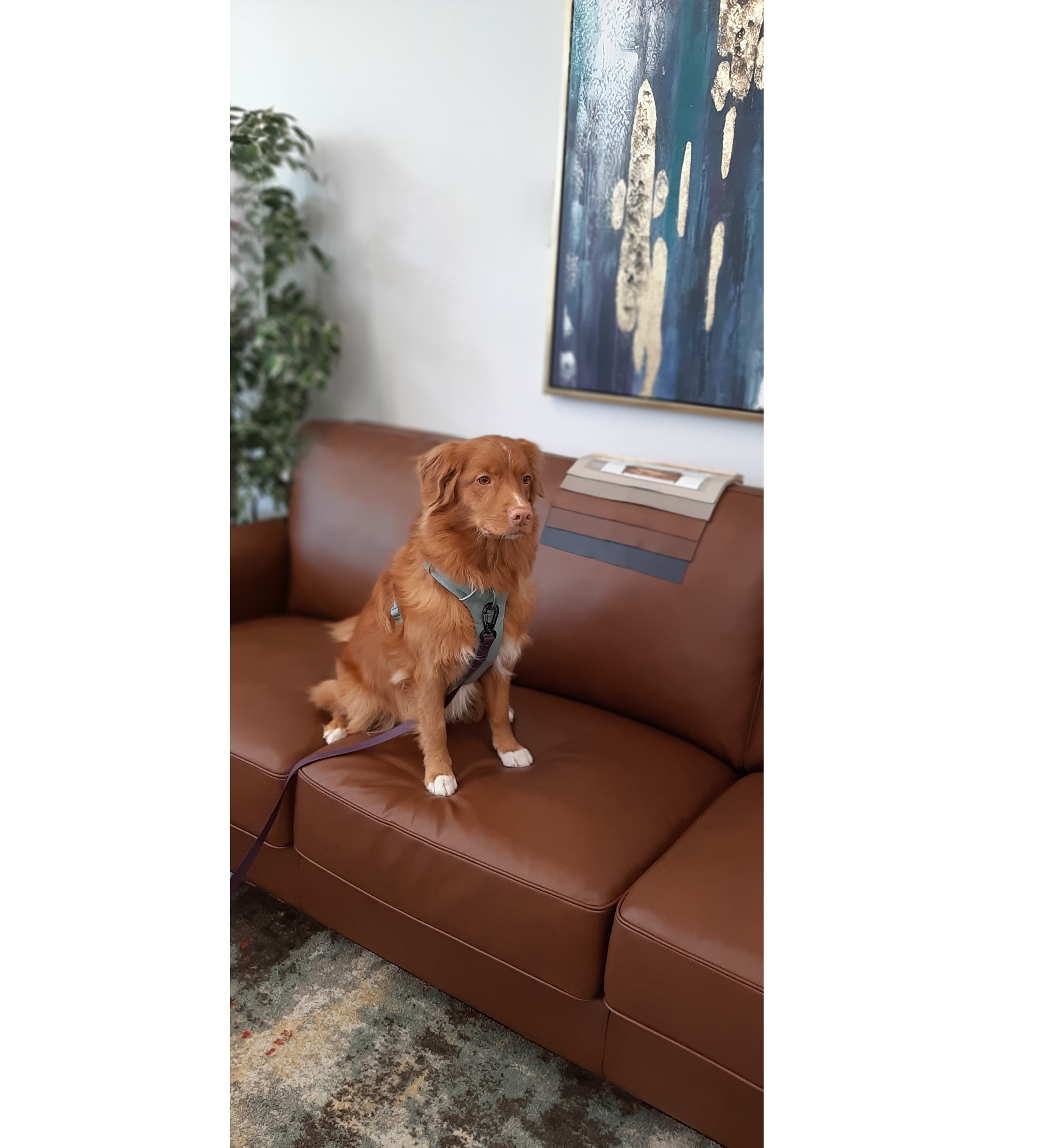 Best Way to Remove the Most Common Stains from Fabric Sofas 