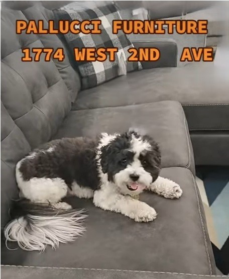 A Pet-Friendly Furniture Store in Vancouver - Pallucci Furniture