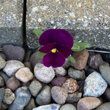 Perseverance