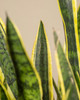 Snake Plant