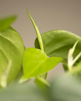 Pothos