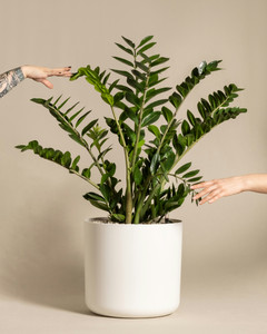 ZZ Plant