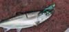Angry Alewife