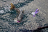Lake Trout on Purple Pirate