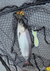 28.5lb King Salmon on Candy Corn!