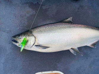 Fairport King Salmon Run