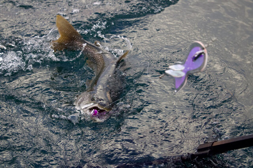 Lake Trout on Purple Pirate