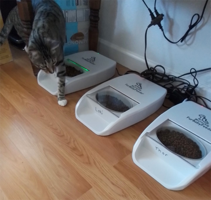 7 Amazing Benefits Of Using An Automatic Pet Feeder eOutletDeals