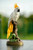 1ft 3in 15" Cacaote Bird 