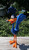1ft 5in 17" Road Runner 2 options feet glue on your end 6 walls