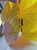 Majin Vegeta helmet mask will have magnets 1 size fits heads up to 24"