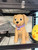 Custom 20-Inch Labrador Dog Figure With Name Tag 189.99 3dCurioPrints 3dcurioprints.com 441512533689_4109_!