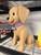 Custom 20-Inch Labrador Dog Figure With Name Tag