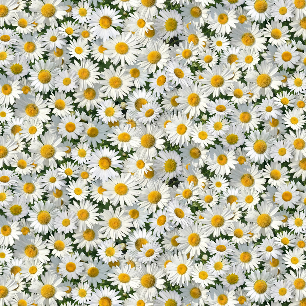 White Daisies - Elizabeth's Studio Cotton (656-white)