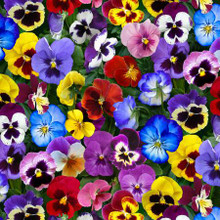 Multi Pansies All Over - Elizabeth's Studio Cotton (475E-MLT)