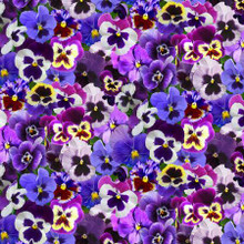 Purple Pansies All Over - Elizabeth's Studio Cotton ( 561E-PRPL)