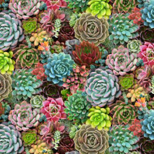  Multi Succulents Packed - Elizabeth's Studio Cotton (598E-MLT)