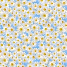 Sky Daisies in the Blue Sky - Timeless Treasures Cotton (CD2436-SKY)