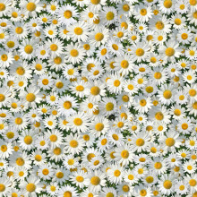 White Daisies - Elizabeth's Studio Cotton (656-white)