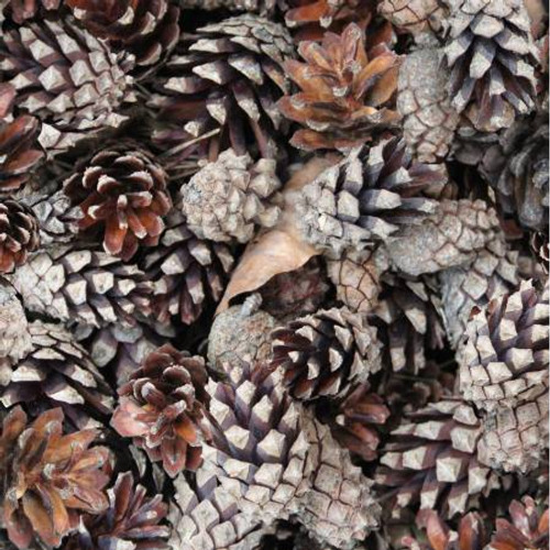 Tree Farm Russet Pinecones - Hoffman Fabrics (V5233H-93)