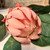 Artificial Light Pink Open Protea 80cm