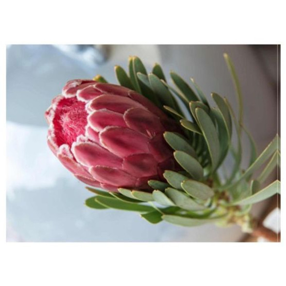 Disposable Placemats - Dark Pink Single Protea