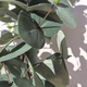Artificial Eucalyptus Plant In Pot 50cm