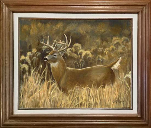 Whitetail Deer, Gibson, framed