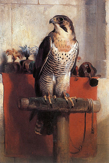 Falcon, Landseer (20X30)