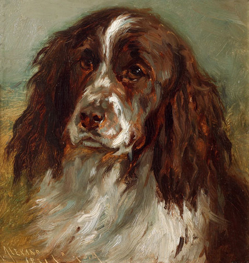 Springer Spaniel, Alexander (22X23.5)