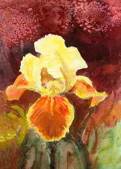 Iris and Yarrow,  Joyce Gibson 5"X7" Print on Canvas