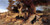 Fine Art Prints The Sleeping Shepherd, a 16x32 painting depicting a shepherd and flock under a tree, with sheep resting in a serene landscape setting.