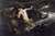 Fine Art Prints Triton by Arnold Böcklin, 22x33, depicts a nude man and dark figure amidst turbulent sea waves under a dark cloudy sky.