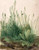 Fine Art Prints A Large Piece of Turf, Albrecht Durer, lush green grasses and plants on a beige background, 17x22 inch detailed botanical art piece.