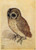 Fine Art Prints The Little Owl, Durer, brown owl with white chest and large eyes, perched on a surface, 9x12.6 inches, detailed drawing.