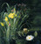 A Lily Pond,Hermania Sigvardine Neergaard (22X23.5)