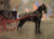 Fine Art Prints Black horse with red carriage and harness standing in front of colorful wall, by Joseph Crawhall, The Flower Shop, 16x22 inches.