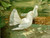 Doves, Gibson (9X12)