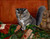 Izzy in the Quilt Box, Gibson (11X14)
