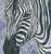 Zebra, Joyce Gibson (15X16)