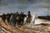 Napoleon on Campaign, Meissonier (20X30)