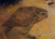 Owl on a Branch, Mankes (8X11)