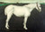 White Horse, Jan Mankes (12X16.5)