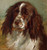Springer Spaniel, Alexander (22X23.5)