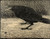 Fine Art Prints Jan Mankes' 8x10 woodcut print, Crow-woodcut, by brand 38, featuring a black crow on textured ground with grass, beak open.