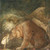 The Princess Kissing A Bear, Bauer (10X10) Gallery Wrapped