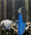 Rider in a Blue Cape, Bauer, gallery wrap (9x10)